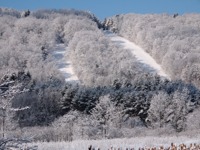 [Two ski slopes amid snow covered trees devoid of leaves. At the base of the hill is a row of pines.]